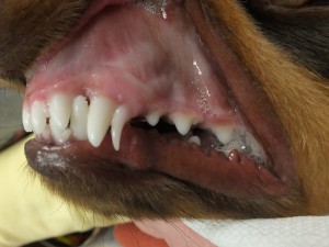 broken baby tooth puppy